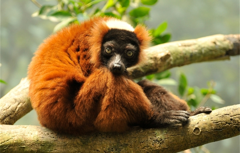 1 Julie Larsen Maher_Red-ruffed lemur